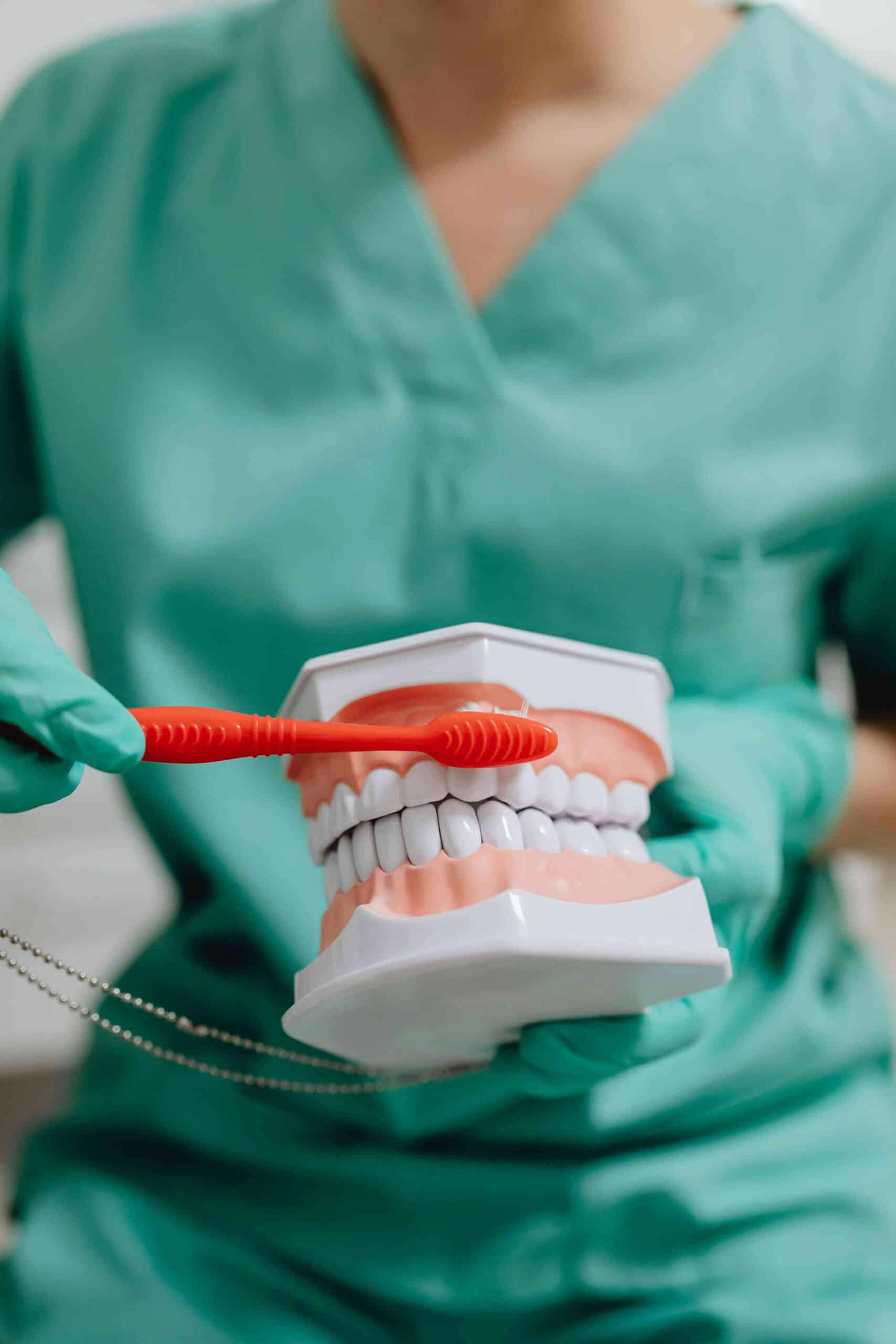 The Science of Tooth Enamel: How Nature's Hardest Substance Protects Your Child’s Smile 5 dentist showing and brushing model teeth